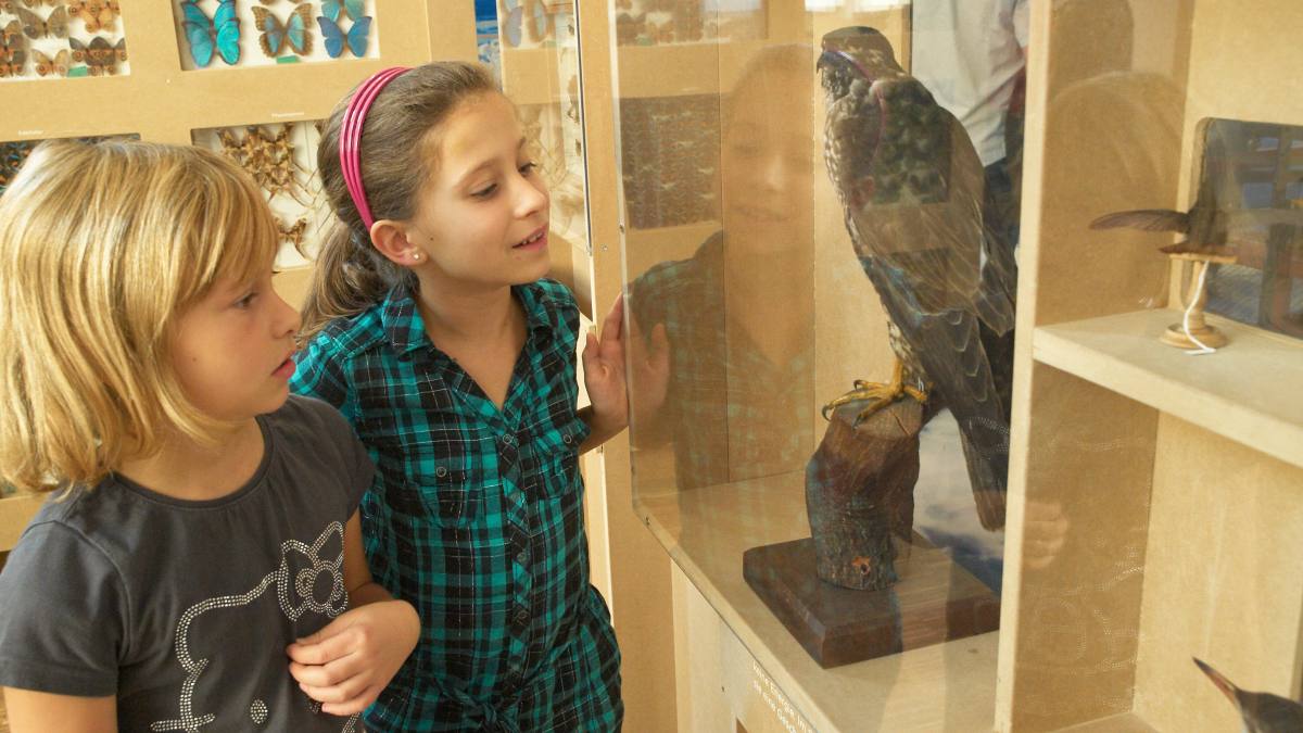 ZOOM Ausstellung „Es fliegt, es fliegt“ 3